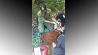 Strategi Mitigasi Risiko Kemarau untuk Perlindungan Orang Utan