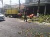 Antisipasi Pohon Tumbang Di Musim Pancaroba, Babinsa Sukorejo Bersinergi Dengan DLH Kota Blitar