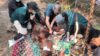 Tragedi Orangutan: Dampak Karhutla Terhadap Satwa Liar
