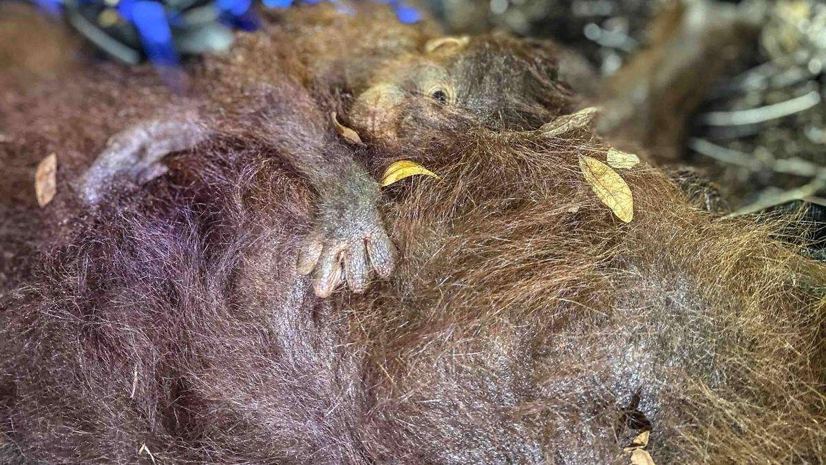 Memantau Aktivitas Gunung Anak Krakatau di Banten Memantau Aktivitas Gunung Anak Krakatau di Banten