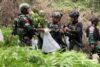 Pemusnahan Ladang Ganja di Pegunungan Bintang