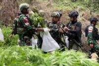 Pemusnahan Ladang Ganja di Pegunungan Bintang