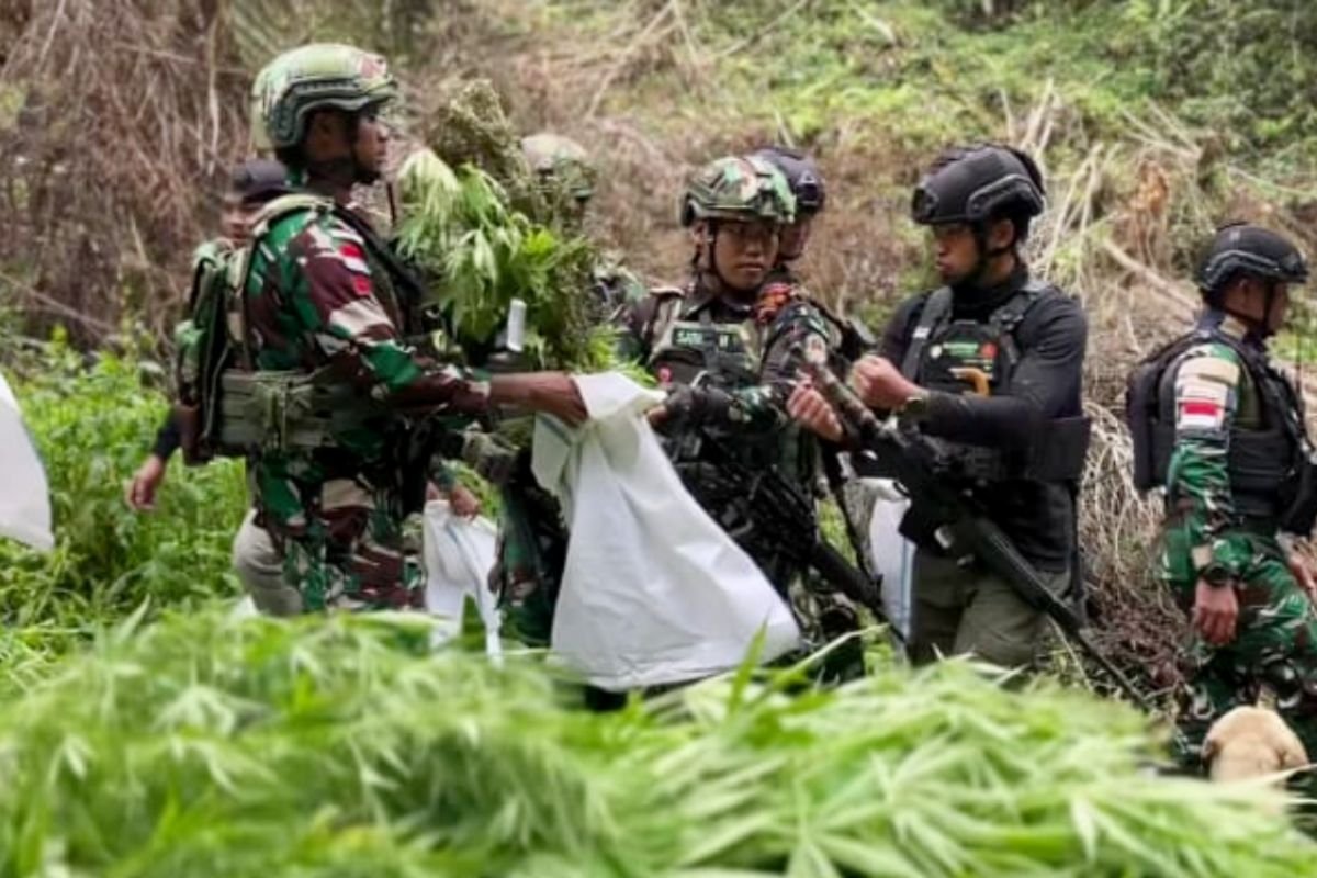 Pemusnahan Ladang Ganja di Pegunungan Bintang