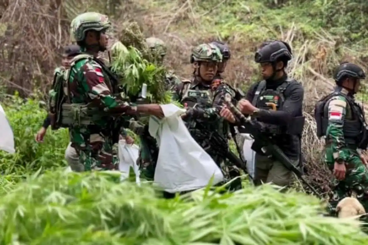 Pemusnahan Ladang Ganja di Pegunungan Bintang