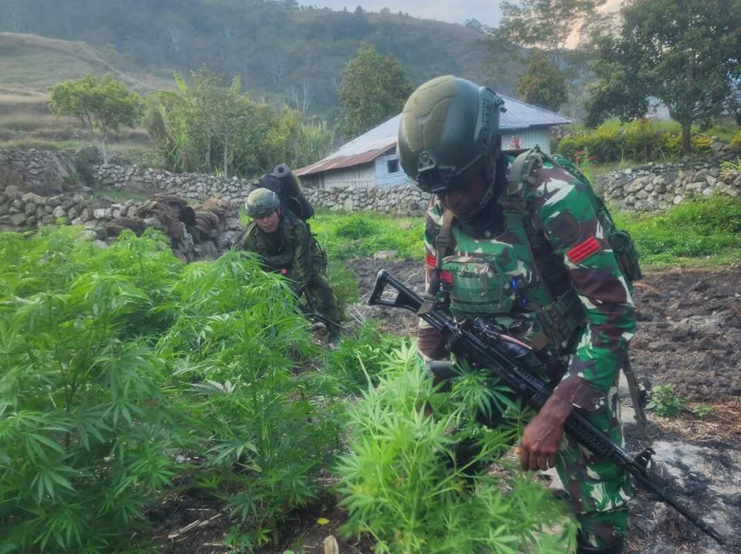 Pemberantasan Peredaran Ganja di Yahukimo: TNI Gagalkan Produksi Besar-besaran