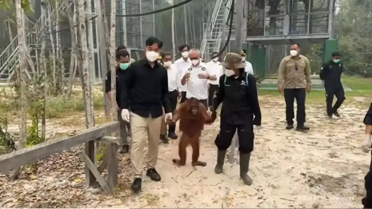 Upaya Perlindungan Orangutan di Tengah Karhutla