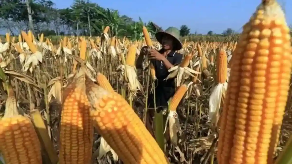 Dampak Kemarau Panjang terhadap Produksi Jagung di Jawa Timur