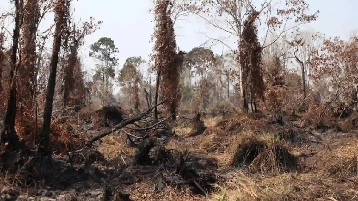 Penurunan Hotspot Karhutla di Jambi: Hanya Tersisa Lima Titik