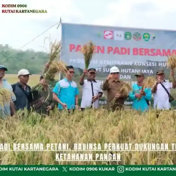 Panen Padi Bersama Petani, Babinsa Perkuat Dukungan Terhadap Ketahanan Pangan