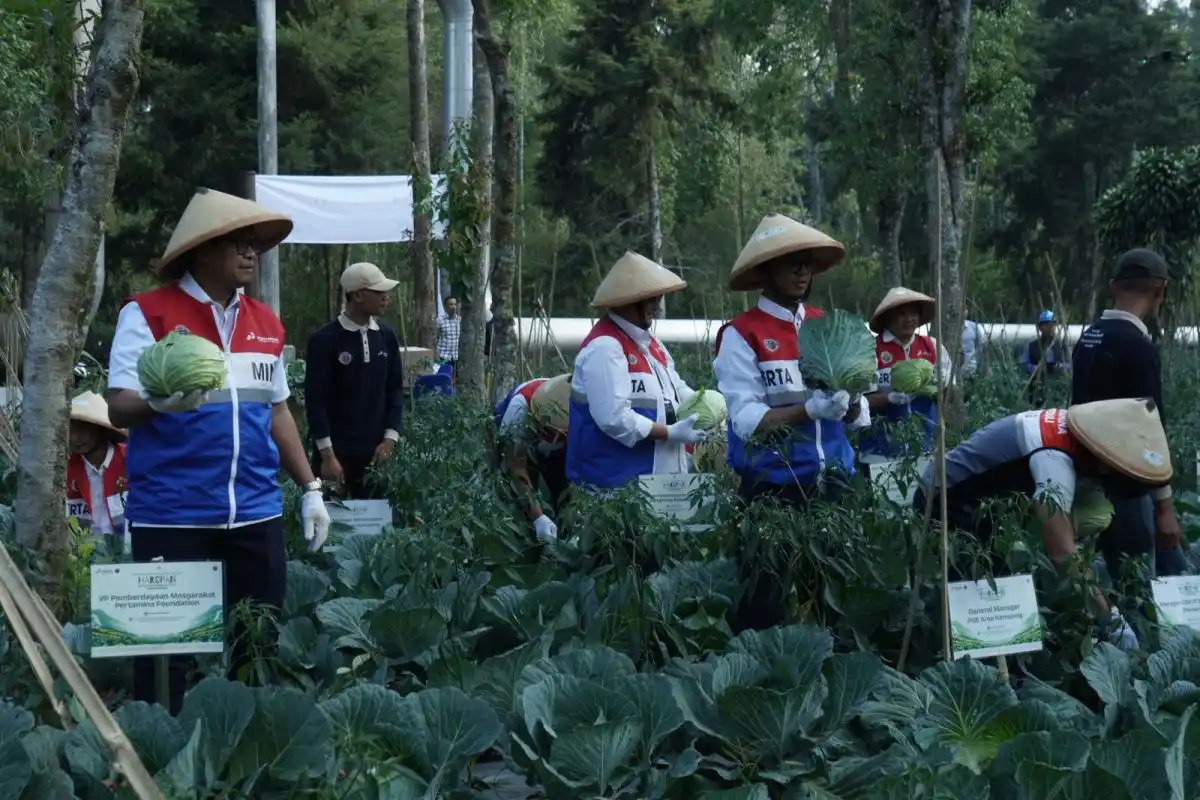 Inovasi Panas Bumi Dorong Panen Kubis Petani Kamojang hingga 70 Ton Inovasi Panas Bumi Dorong Panen Kubis Petani Kamojang hingga 70 Ton