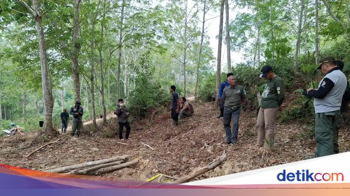 Jejak Penyelidikan di Balik Kematian Anak Gajah Sumatera di Tebo