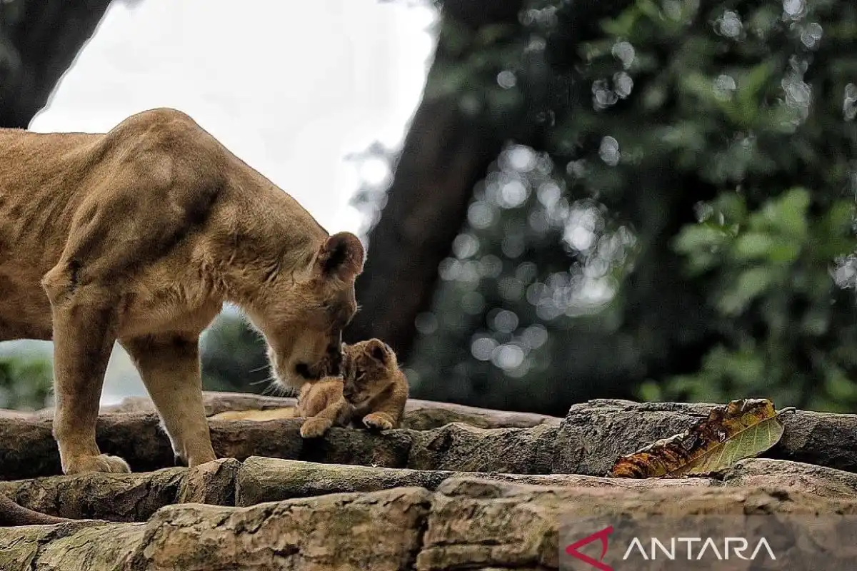 Penataan Peralihan Bandung Zoo dan Masa Depan Eks Pekerjanya Penataan Peralihan Bandung Zoo dan Masa Depan Eks Pekerjanya