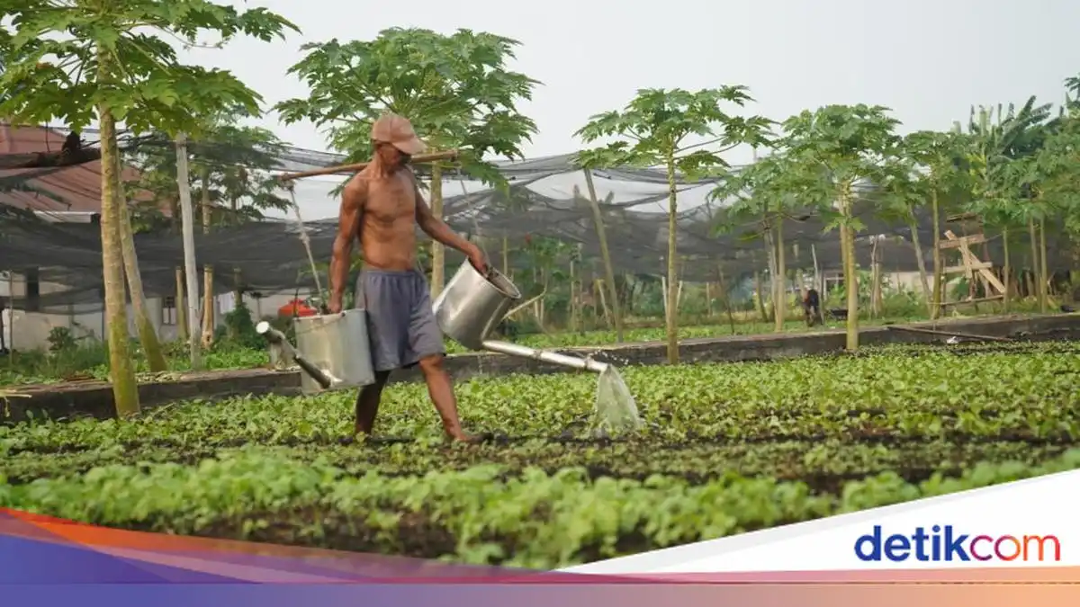Kabut Asap dan Kemarau Menekan Panen Sayuran Petani Pontianak Kabut Asap dan Kemarau Menekan Panen Sayuran Petani Pontianak