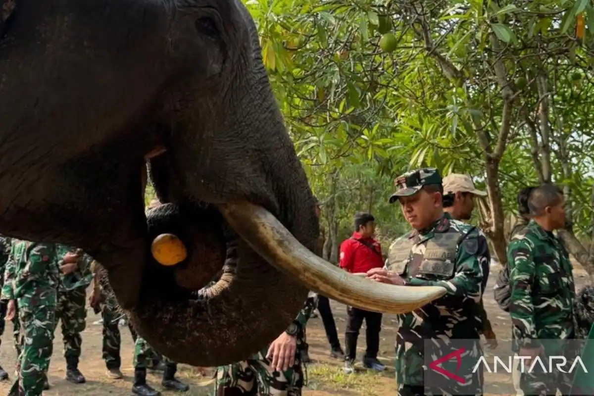 Danrem 044/Garuda Dempo Memastikan Kondisi Kesehatan Gajah Binaan di Padang Sugihan