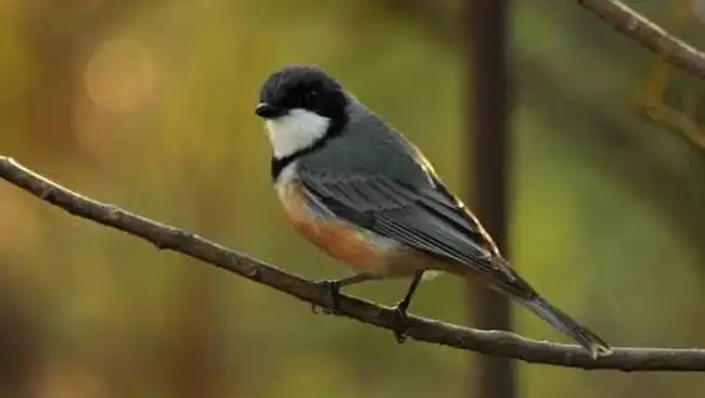 Papua Menjadi Habitat Dua Burung yang Mengandung Racun Mematikan Papua Menjadi Habitat Dua Burung yang Mengandung Racun Mematikan