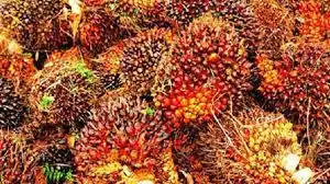 Harga TBS Sawit Kalbar Periode I Oktober 2026 Mencapai Rp3.537,64 per Kilogram