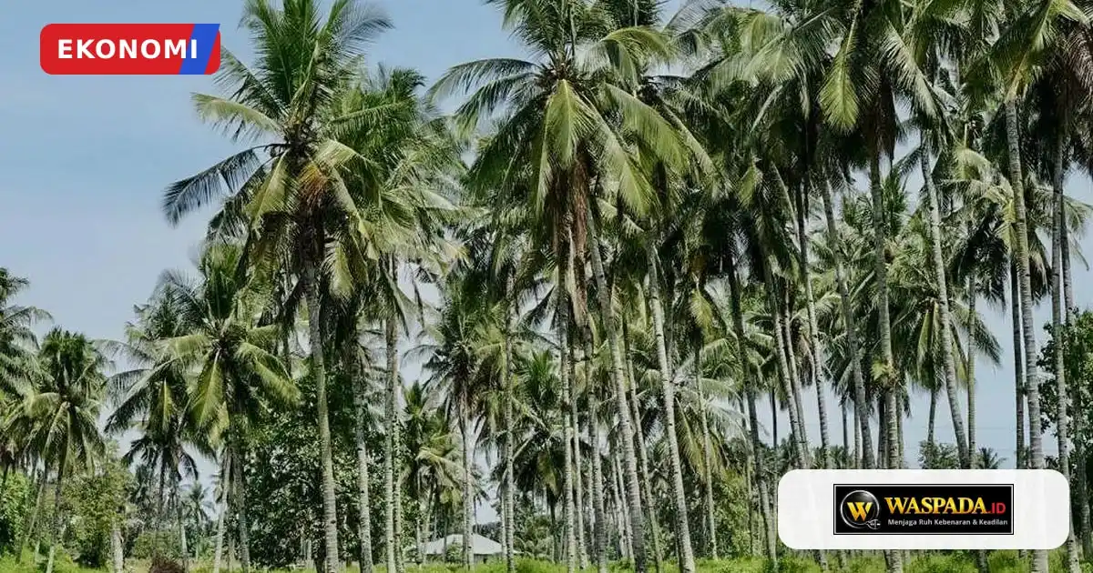 Pemerintah Rancang Peremajaan 9.000 Hektare Kelapa untuk Dongkrak Produksi Nasional