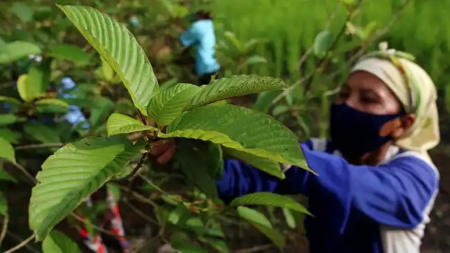 Kratom dikenal sebagai tanaman tropis yang banyak ditemukan di Pulau Kalimantan