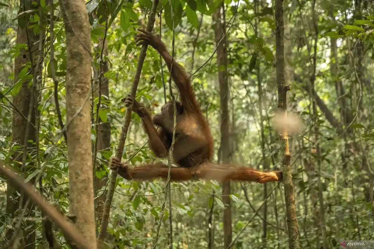 BKSDA dan YIARI telah selamatkan 46 orangutan akibat karhutla Kalbar