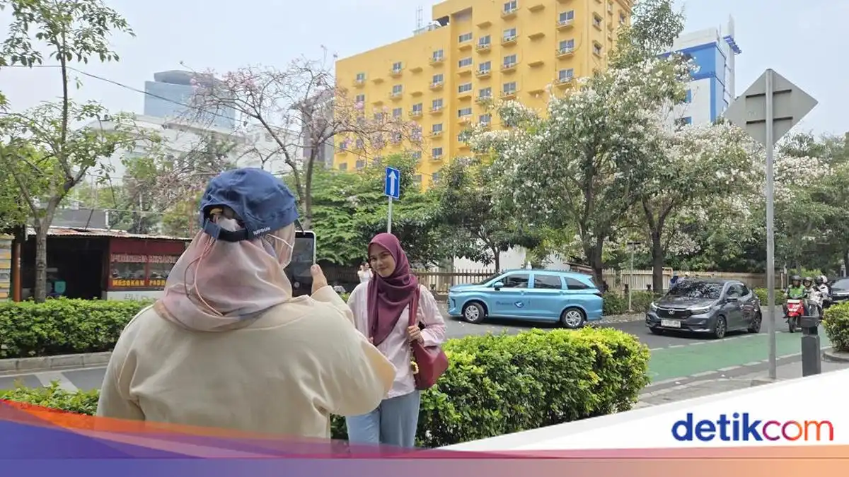 Tabebuya Berbunga Bikin Warga Merasa Cikini Bak Korea