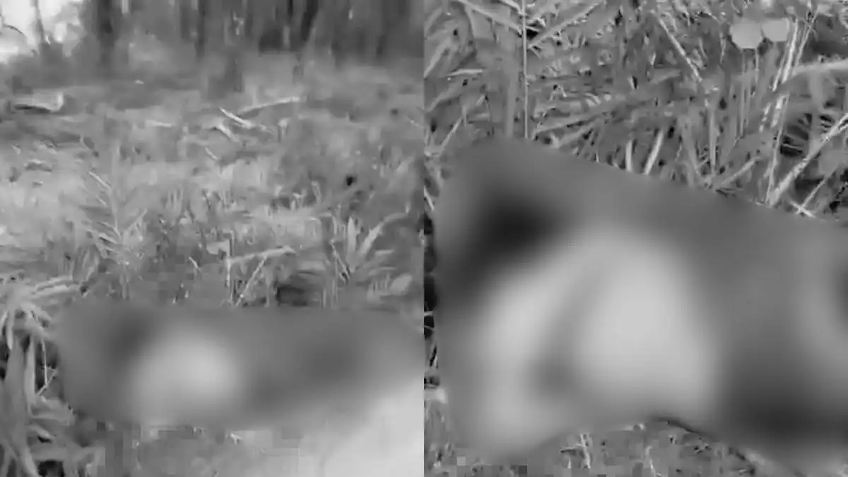 Penemuan Jenazah Perempuan di Perkebunan Sawit Mesuji Masih Diselidiki Polisi Penemuan Jenazah Perempuan di Perkebunan Sawit Mesuji Masih Diselidiki Polisi