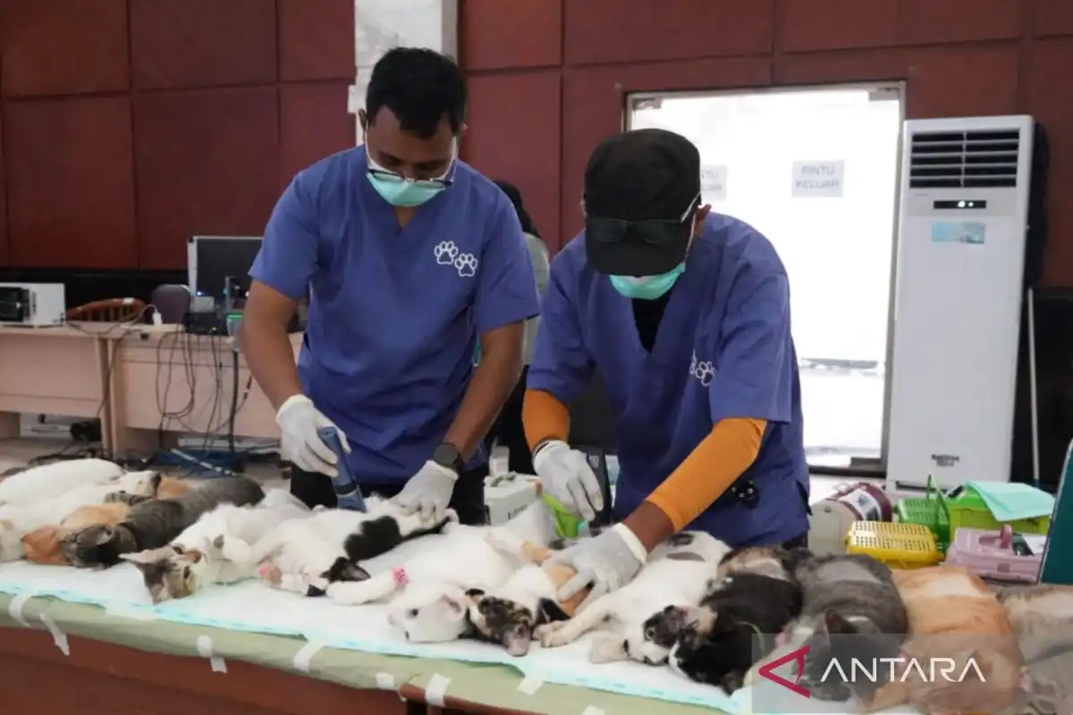 Jakarta Timur Perluas Sterilisasi Kucing Tanpa Pemilik untuk Kendalikan Populasi