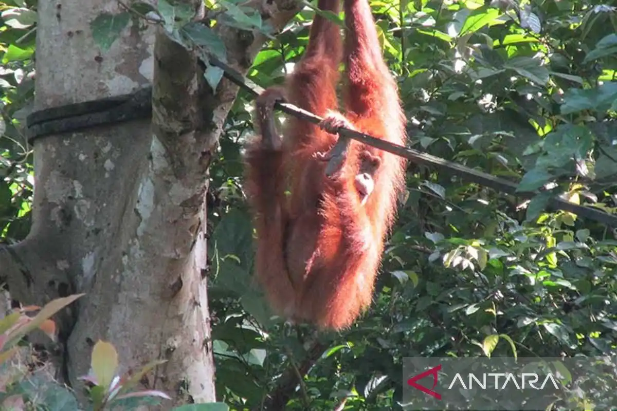 Kelahiran Orang Utan Sumatra di Pusat Reintroduksi Jantho Capai 12 Individu