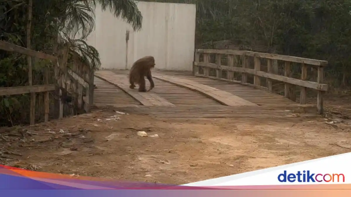 Orang Utan Keluar ke Jalan di Kobar Setelah Habitatnya Terbakar