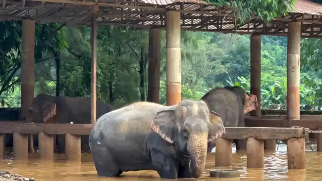 Jejak Alexander, Gajah Kruger yang Tetap Mengubah Ekosistem Setelah Mati