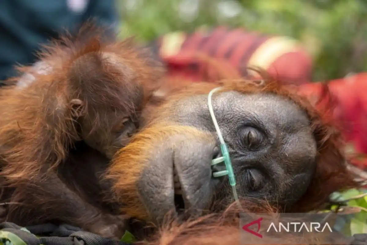 Karhutla Mengancam Habitat dan Keselamatan Satwa Liar
